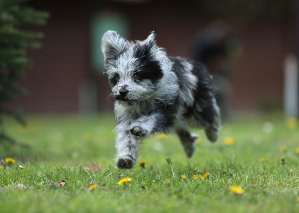 #6. Pyrenean shepherd